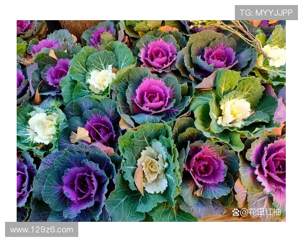 全面解析白菜网址大全600：资源丰富的优质网站推荐